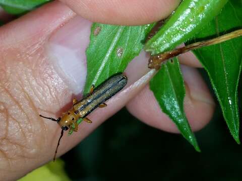 Sivun Oberea tripunctata (Swederus 1787) kuva