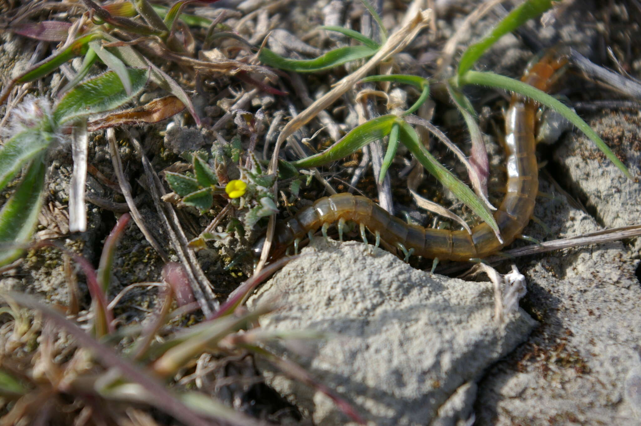 Image of Scolopendra oraniensis Lucas 1846