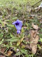 Image of Torenia siamensis T. Yamazaki