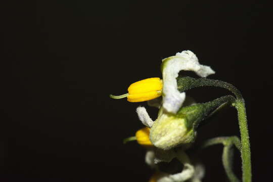 Image of forked nightshade