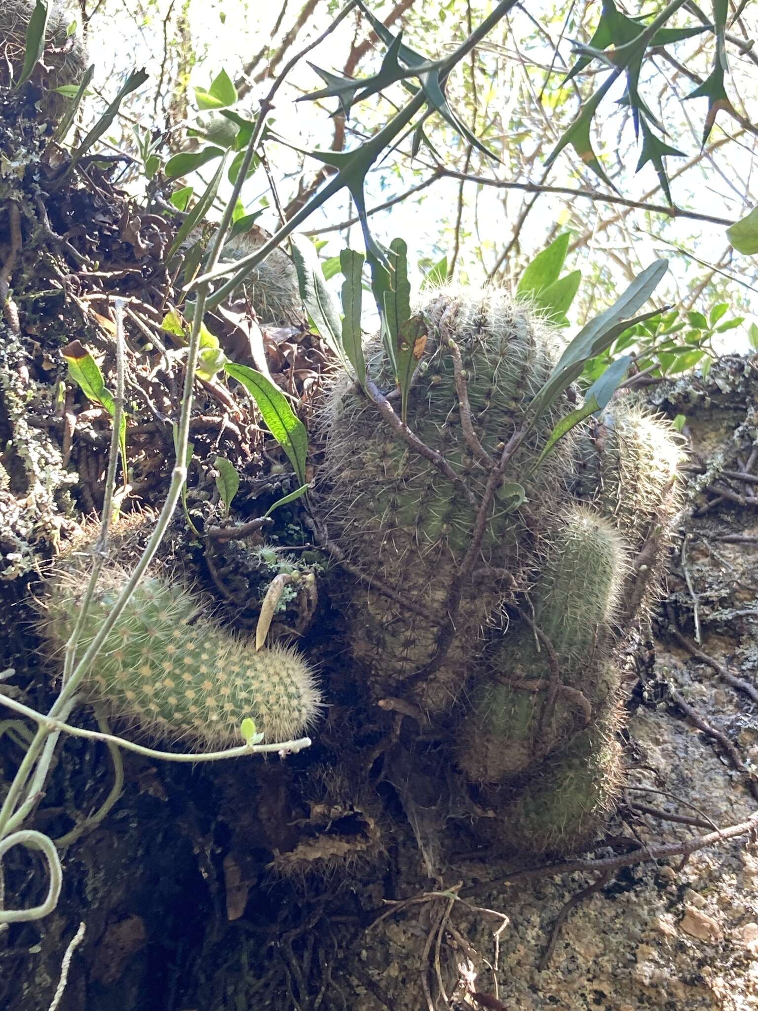 Image of Cactus