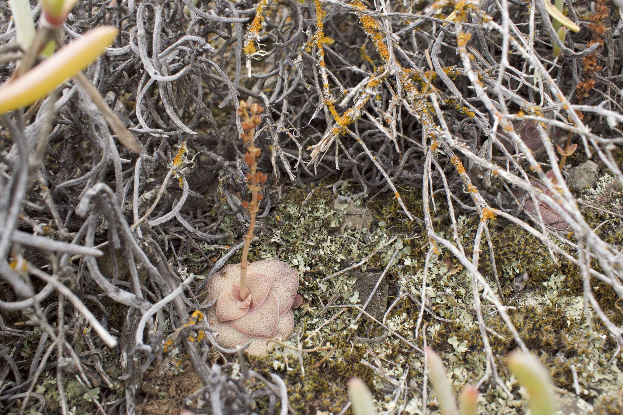 Crassula hemisphaerica Thunb. resmi