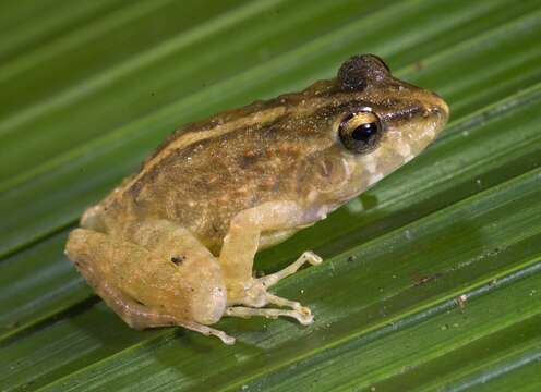 Image of Craugastor rupinius (Campbell & Savage 2000)