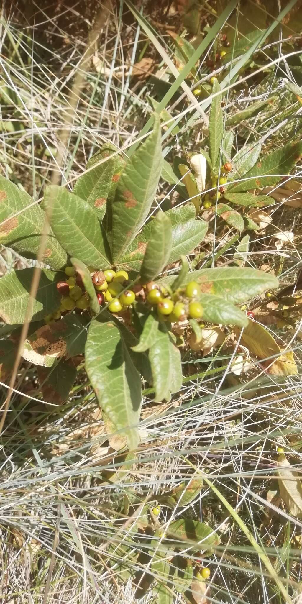 Image of Searsia discolor (E. Mey. ex Sond.) Moffett