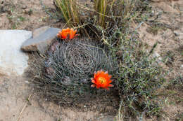 Imagem de Echinopsis chrysochete Werderm.