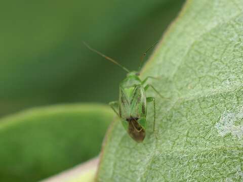 Слика од Apolygus lucorum (Meyer-Dur 1843)