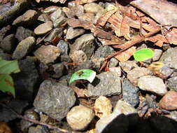 Image of leaf-cutter ants