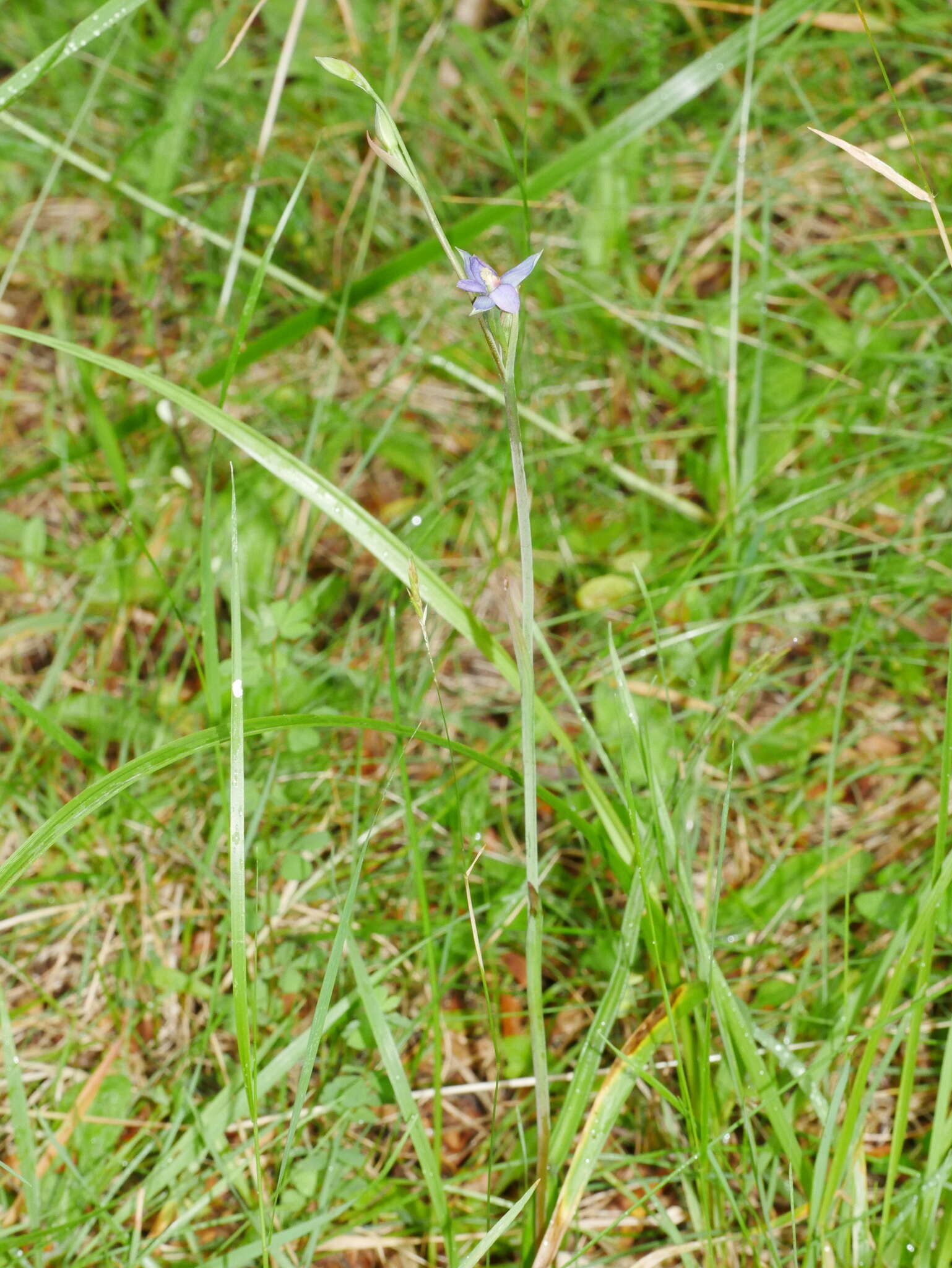 Image of Sun orchid