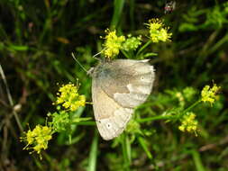 Coenonympha california Westwood (1851) resmi