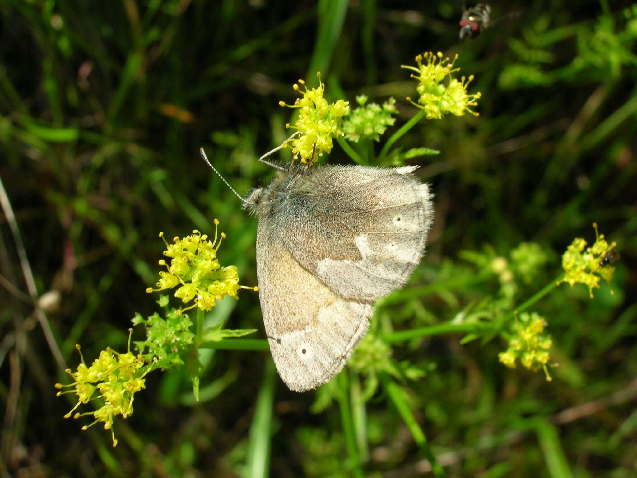 Coenonympha california Westwood (1851) resmi