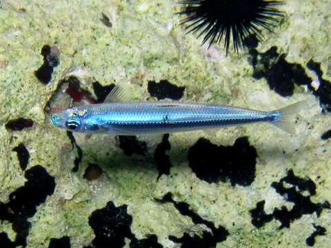 Image of Mediterranean sand smelt