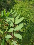 Image of Dioscorea bemandry Jum. & H. Perrier