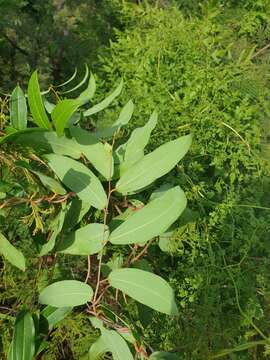 Image of Dioscorea bemandry Jum. & H. Perrier