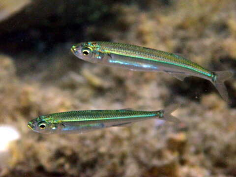 Image of Mediterranean sand smelt