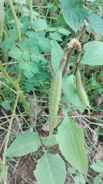 Image of Erythrina leptorhiza DC.