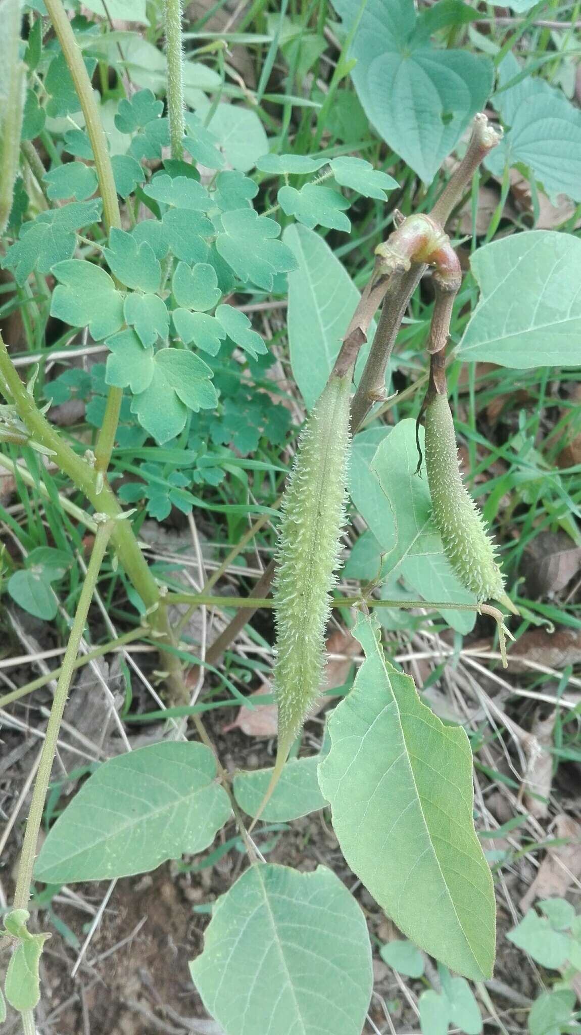 Plancia ëd Erythrina leptorhiza DC.