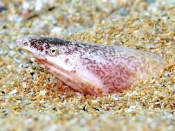 Image of European Finless Eel