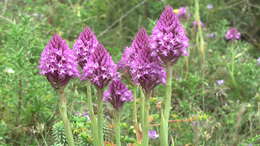 Image of Pyramidal orchid