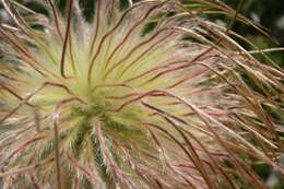 Image of Pulsatilla alpina subsp. font-queri Lainz & P. Monts.