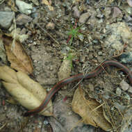 Image of Sharp-tailed Snake