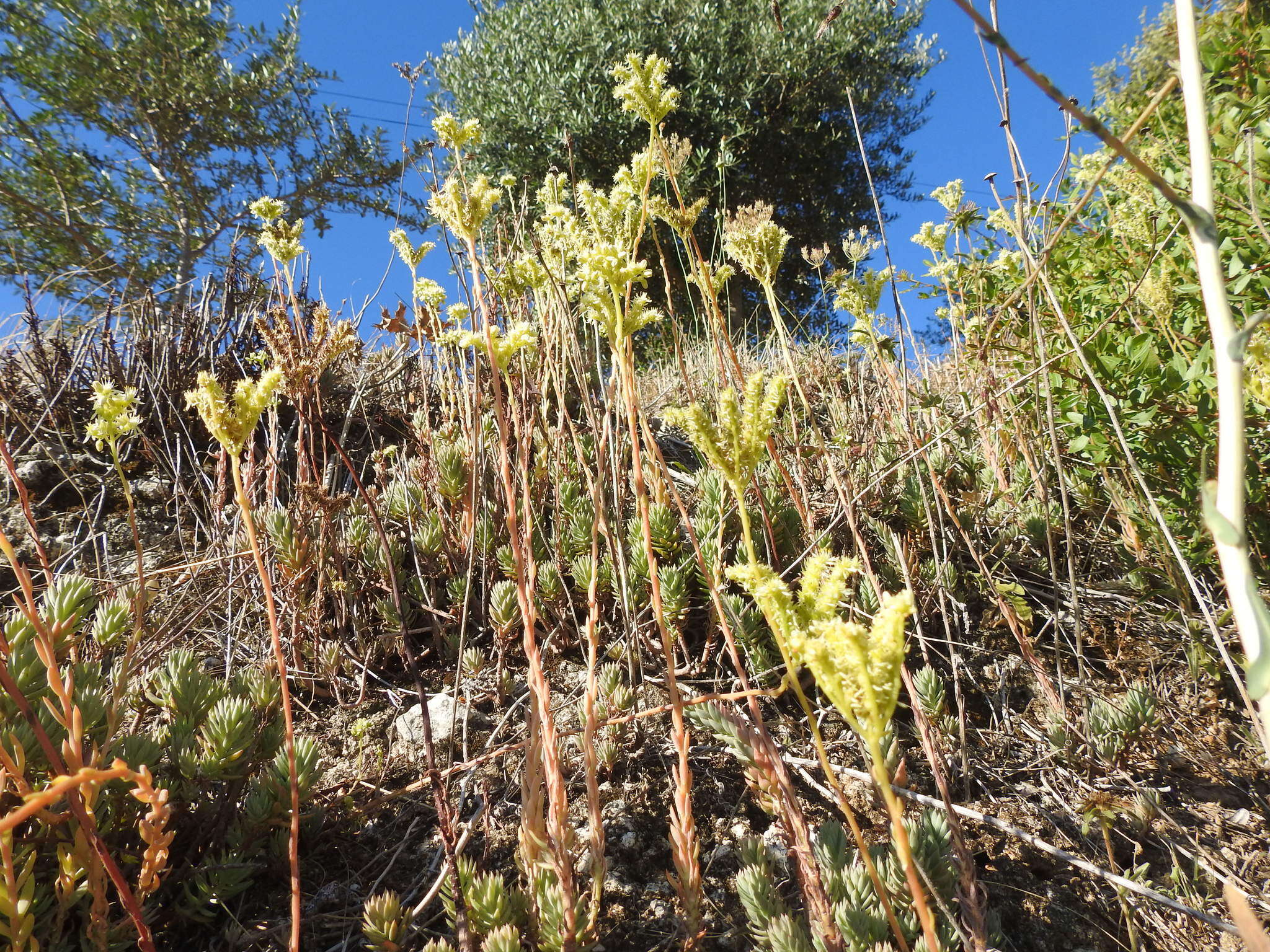 Слика од Petrosedum sediforme (Jacq.) V. Grulich