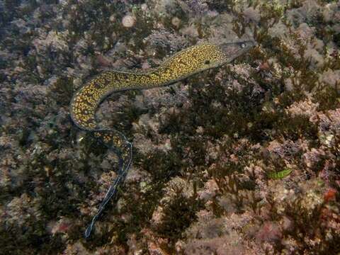 Image of moray, murry