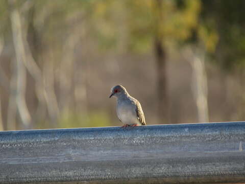 Image of Diamond Dove