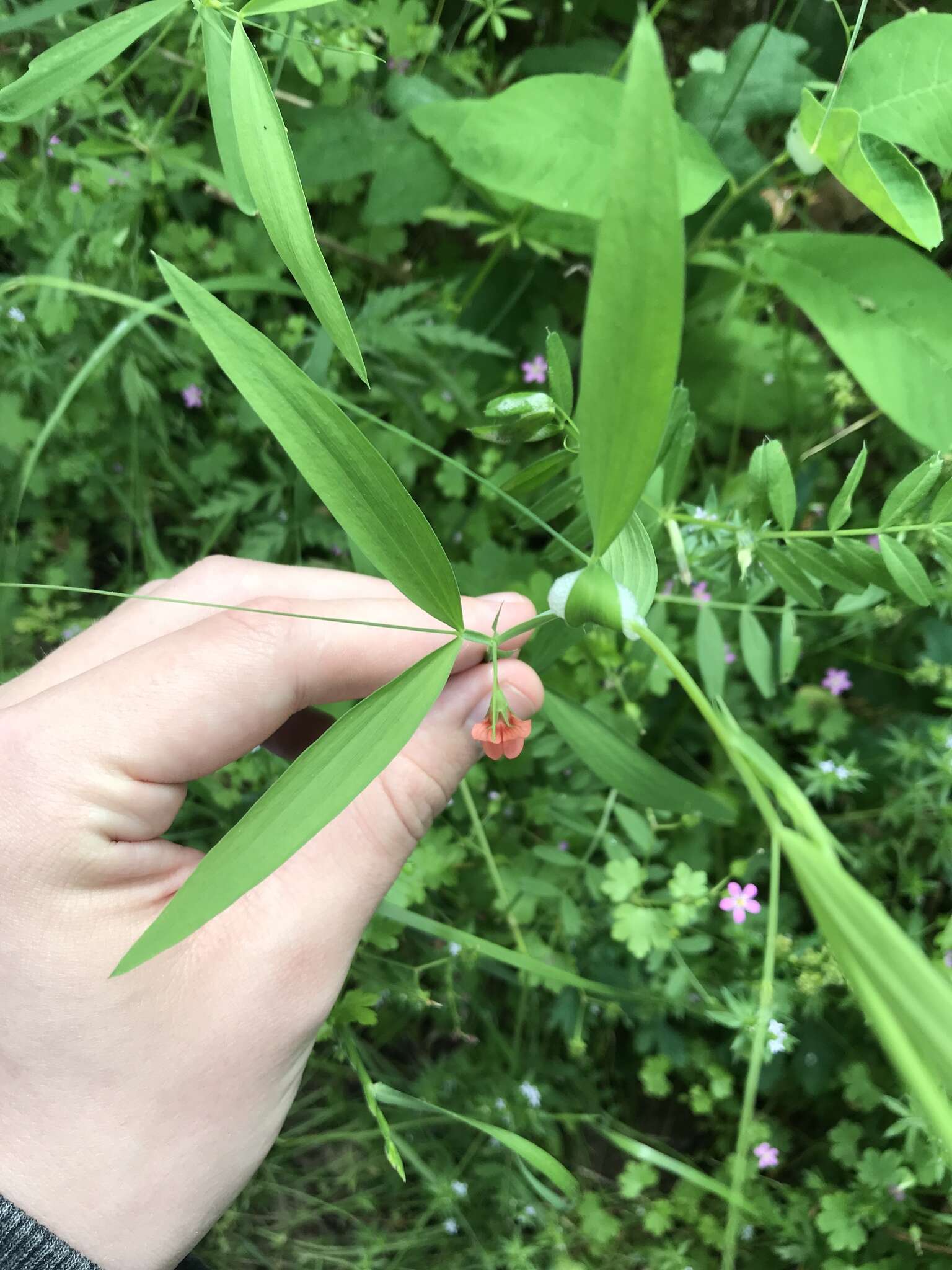 Lathyrus sphaericus Retz. resmi