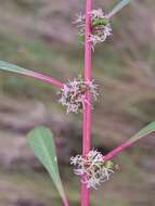 Image of tidalmarsh amaranth