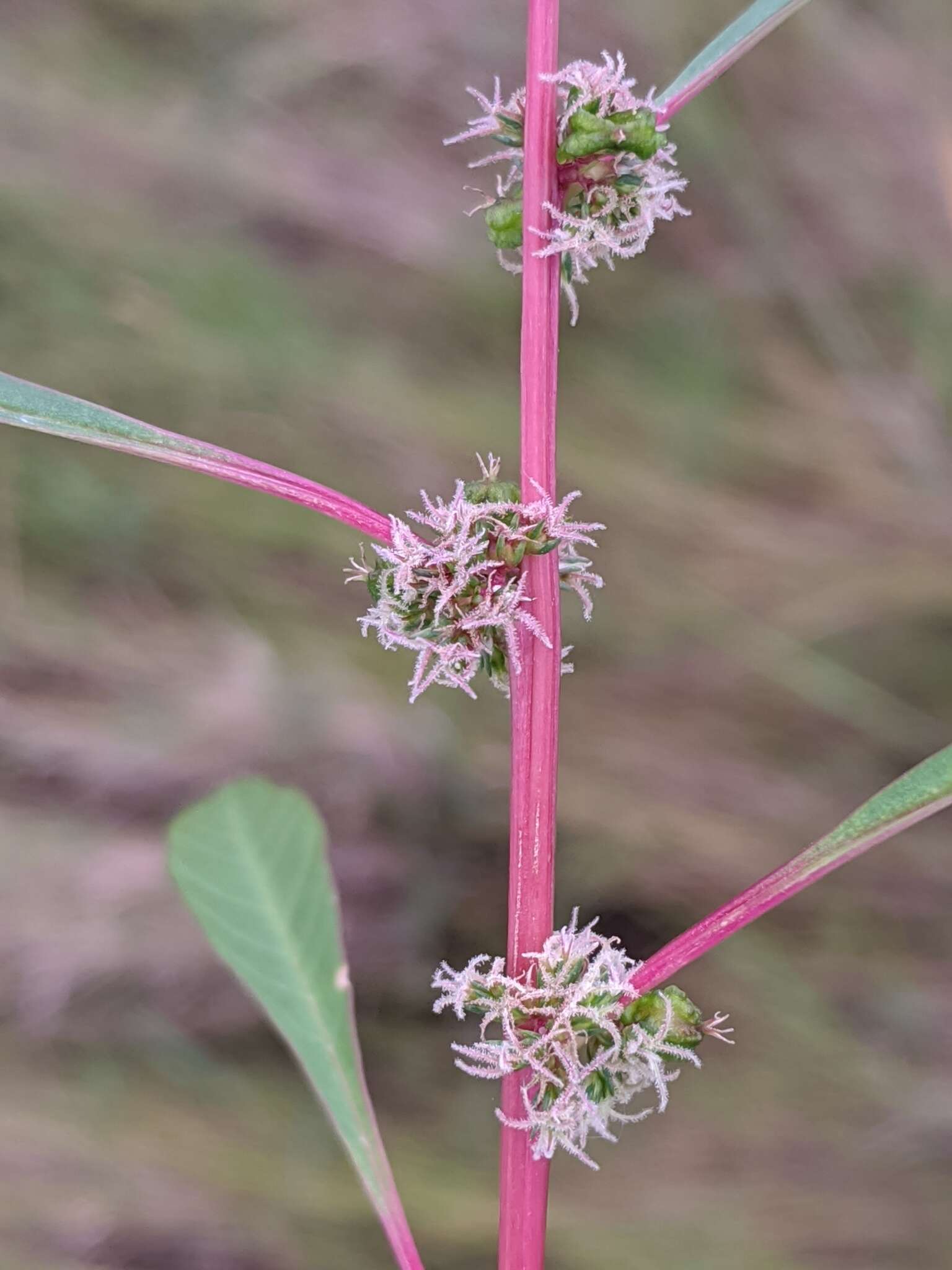 Image of tidalmarsh amaranth