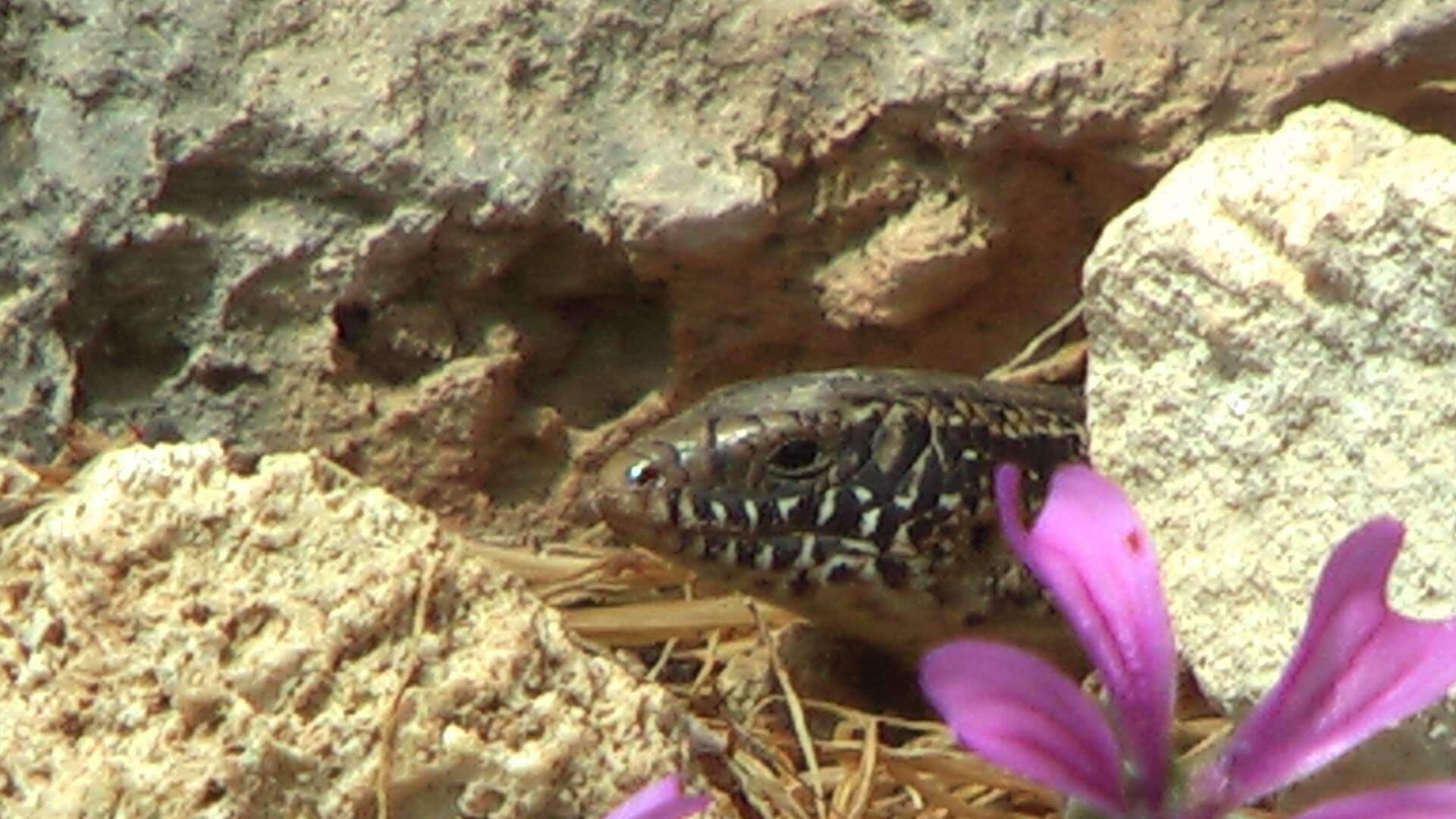 Image of Ocellated Bronze Skink