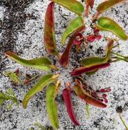Image of Euphorbia tuberosa L.