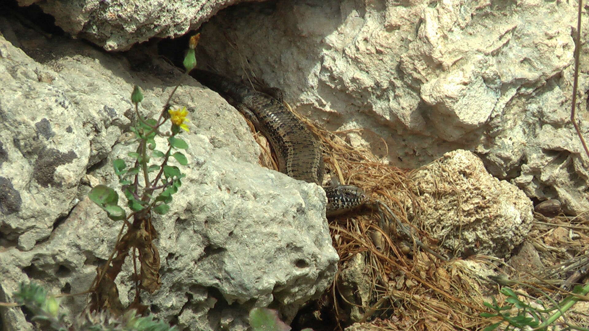 Image of Ocellated Bronze Skink