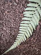 Image of Pacific Wood Fern