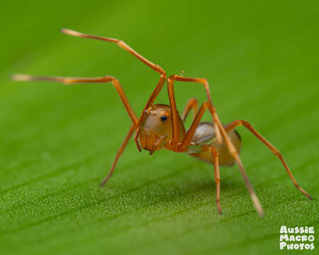 Слика од Amyciaea albomaculata (O. Pickard-Cambridge 1874)