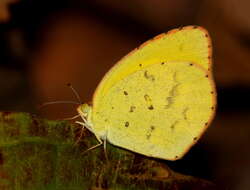 Eurema brigitta (Stoll (1780)) resmi