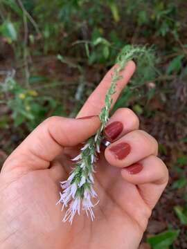 Слика од Liatris elegans (Walt.) Michx.