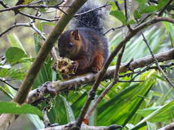 Imagem de Sciurus variegatoides Ogilby 1839