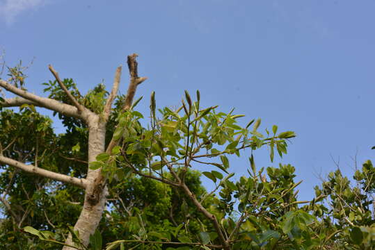 Ficus prolixa Forst. fil.的圖片