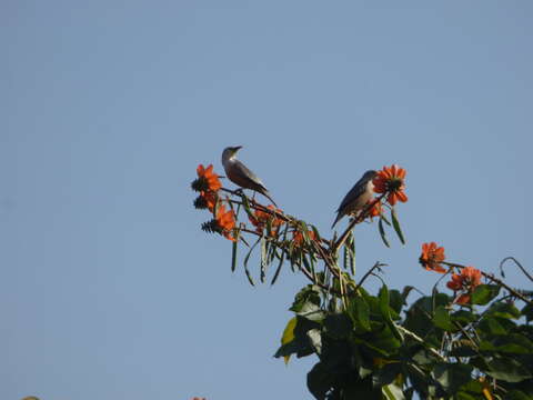 Image of Malabar Starling