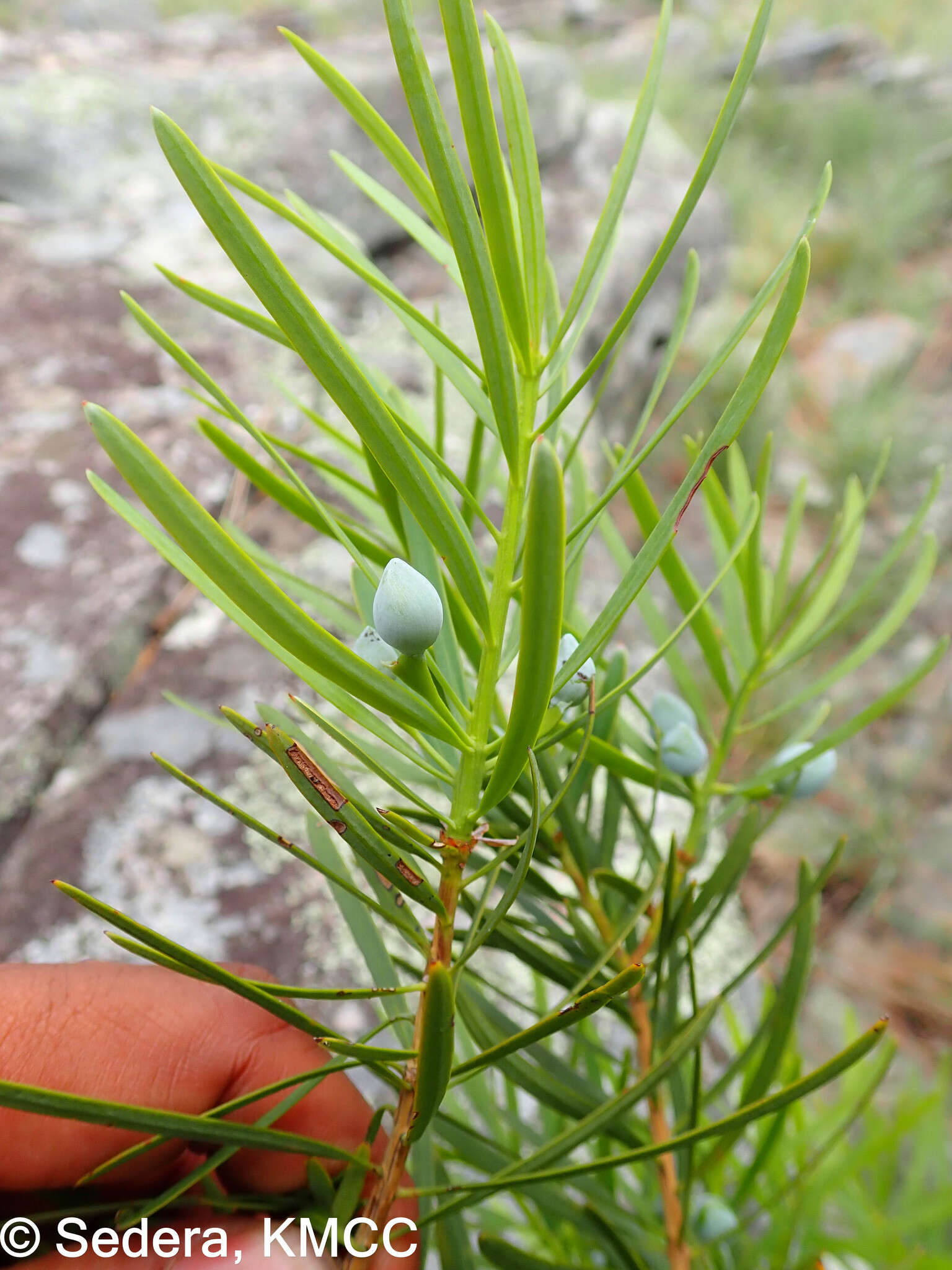 Image of Podocarpus capuronii de Laub.