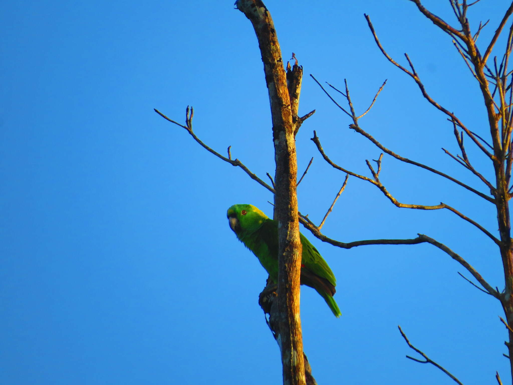 Image of Amazona auropalliata parvipes Monroe, Howell & TR 1966