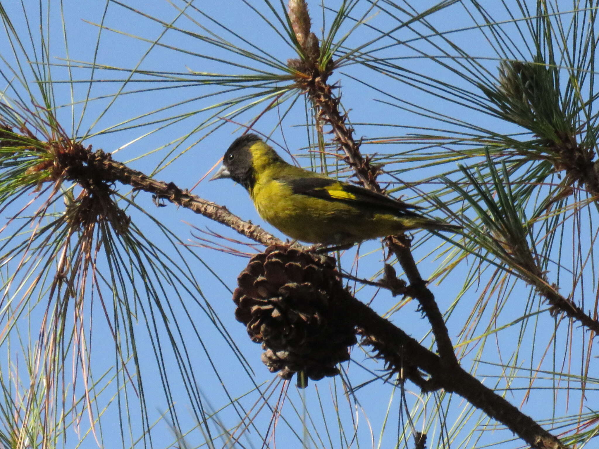 Image of Black-headed Siskin