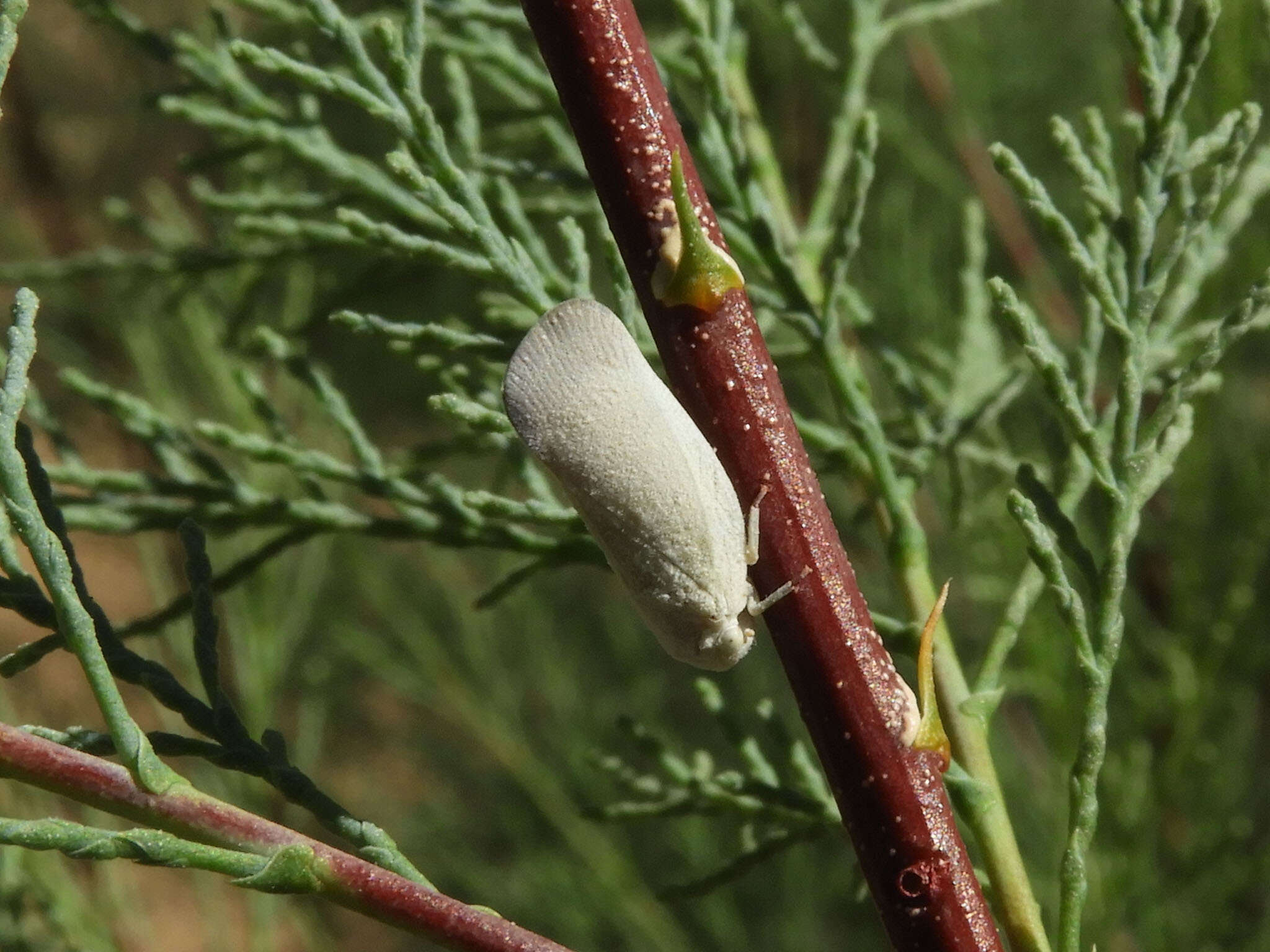 Image of Flatormenis saucia Van Duzee 1912