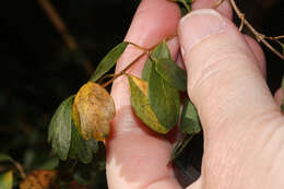 Image de Rhynchotheca spinosa Ruiz & Pav.