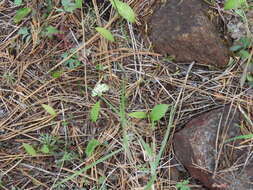 Image de Horkelia congesta subsp. nemorosa Keck