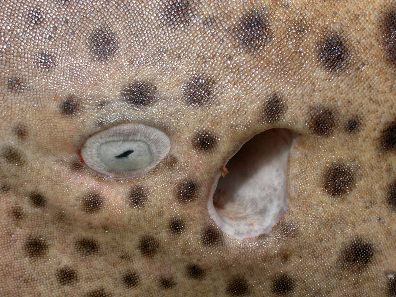 Image of zebra sharks