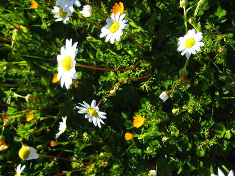 Image of chamomile