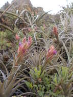 Imagem de Tillandsia nana Baker