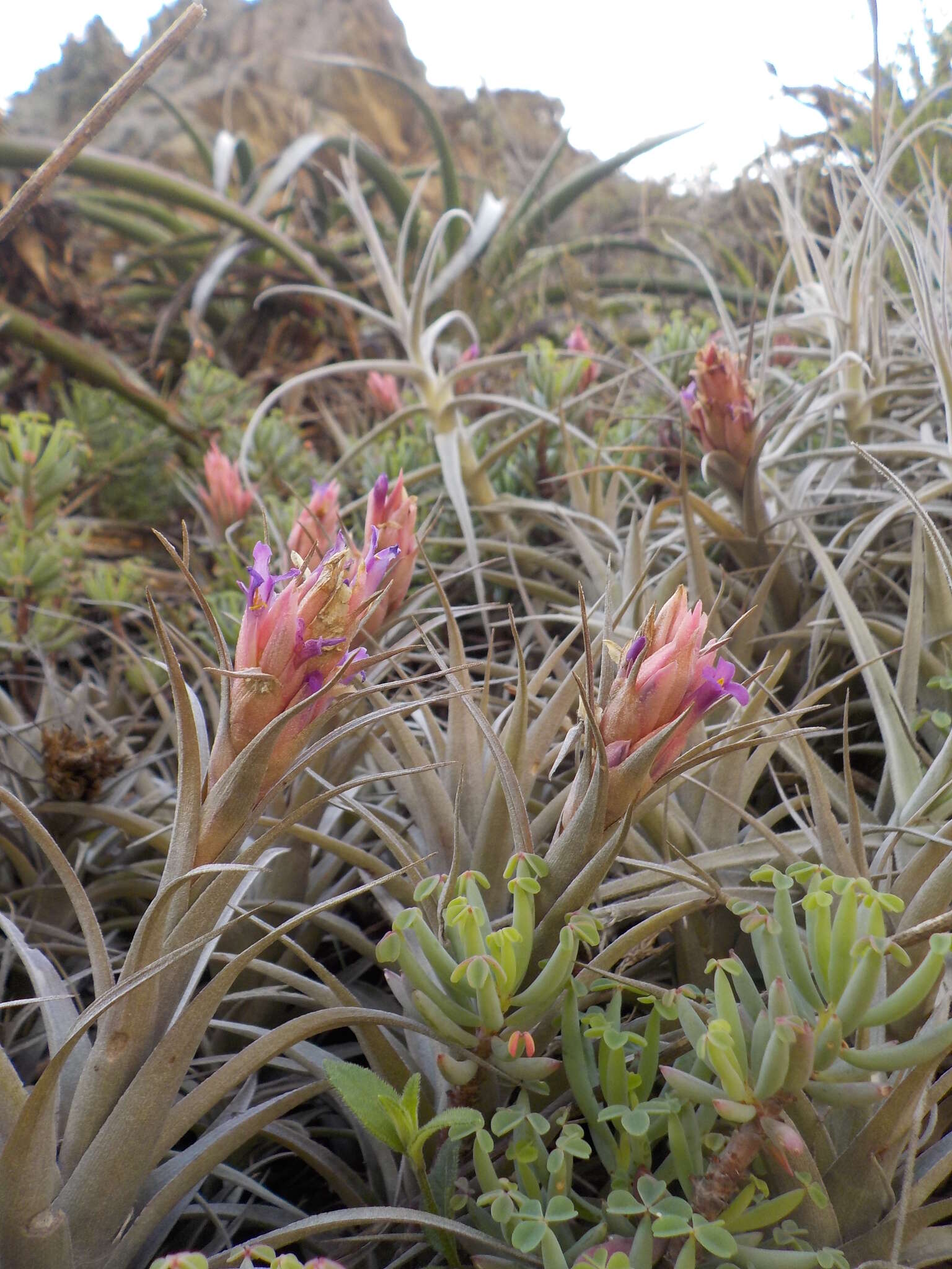 Image of Tillandsia nana Baker